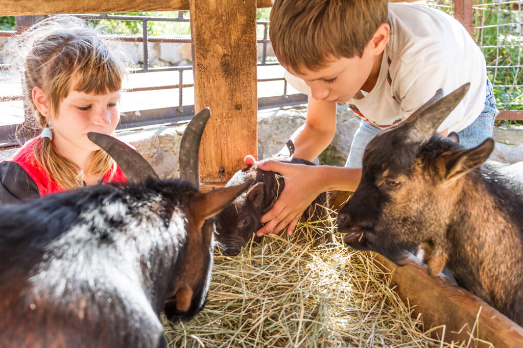 Attractions 6 Old Tucson Petting Zoo 1