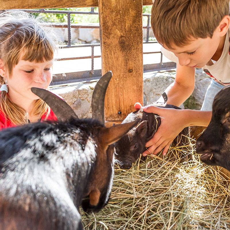 Kids-petting-a-goat