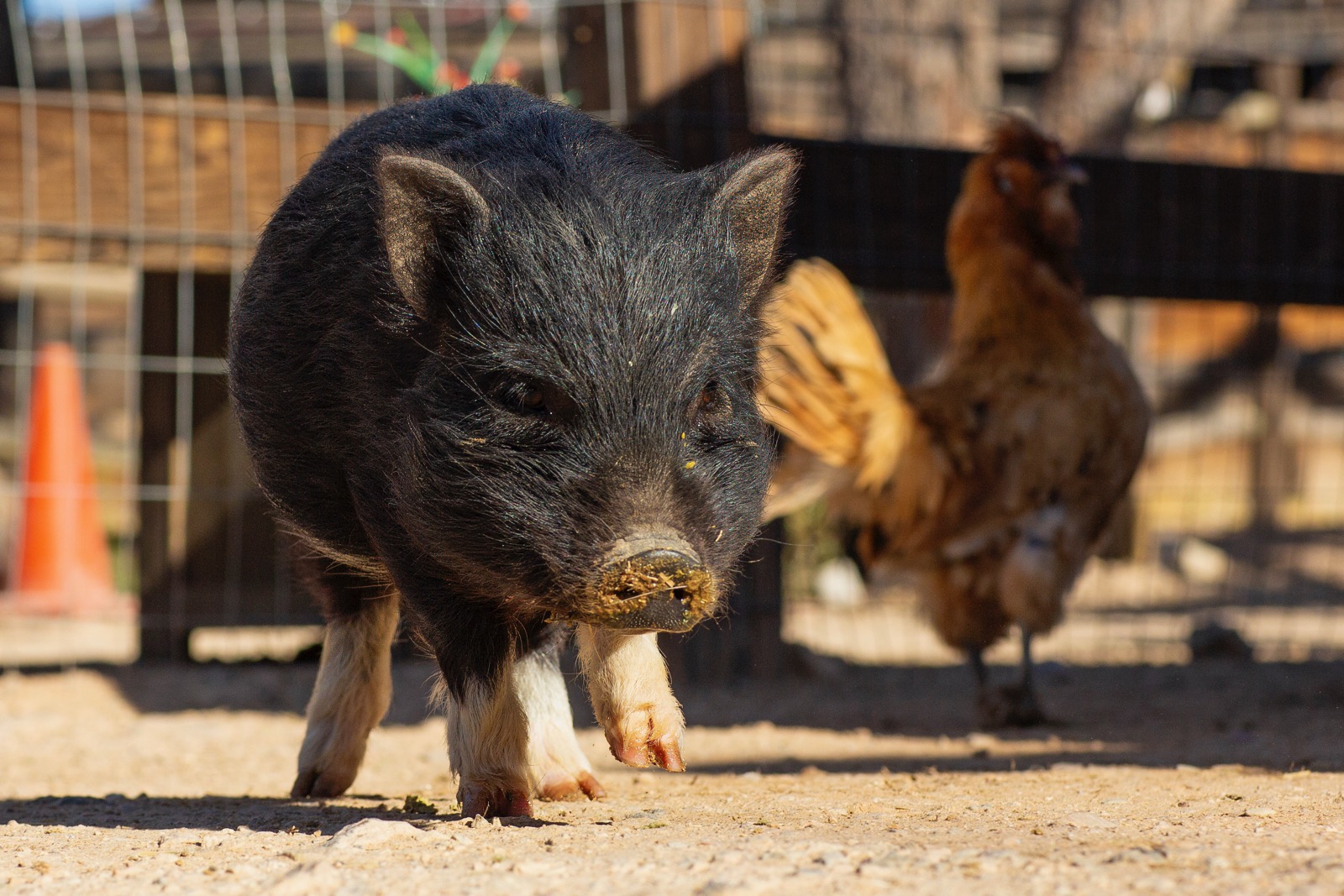 piglet 1